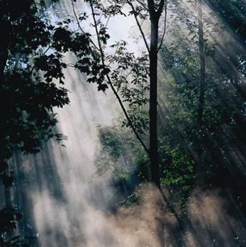 Solljus som skapar vattenånga i en skog