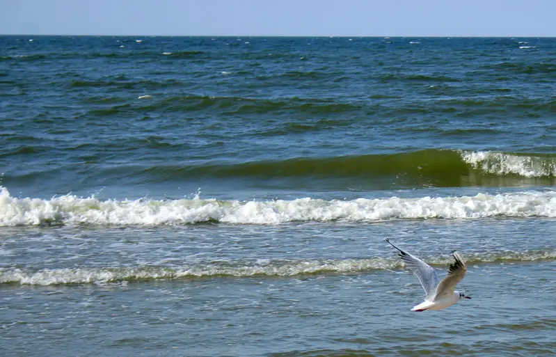 En fågel flyger över havet
