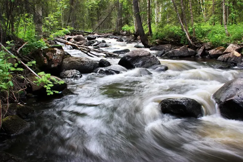 Forsande vatten i vattendrag i skogsmiljö.