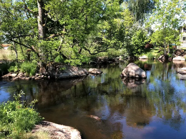 Träd över stilla vatten