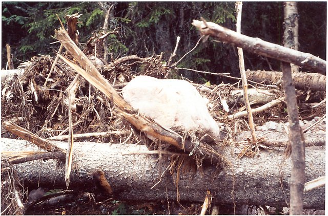 En sten ovanpå en misshandlad gran i Stora Göljån.
