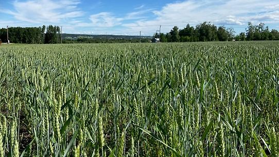 Höstvetefält - ett exempel på anpassade grödor.