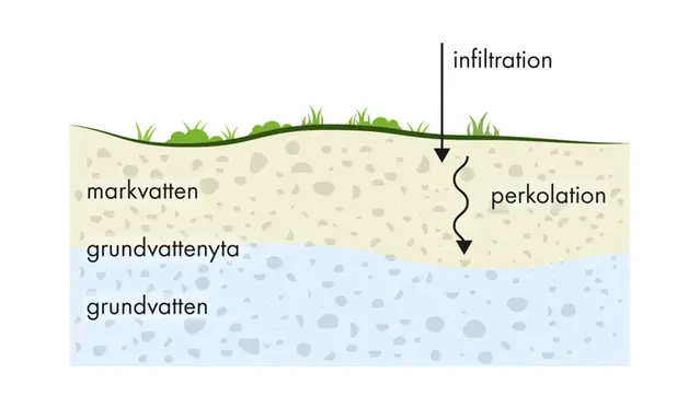 Illustration av vatten som infiltrerar marken bildar grundvatten
