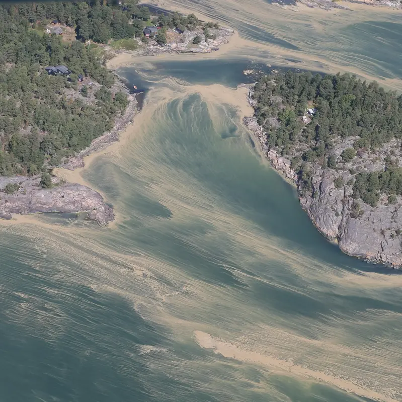 Havskust med algblomning som färgar vattnet gulgrönt i tjocka stråk.