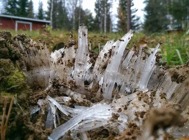Pipkrake som bildats på marken intill en skog.