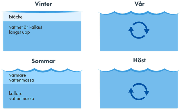 Cirkulation av vattenmassor.
