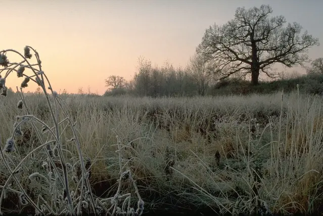 Frost strax före soluppgången, med en ek i bakgrunden.