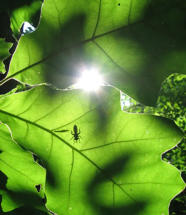 Skuggan av insekt på solbelyst grönt blad